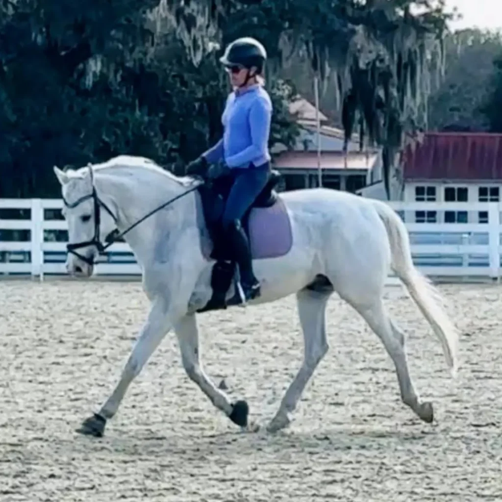 A rider in a helmet and blue shirt schools a grey horse at working trot in an outdoor sand arena bordered by white fencing and trees.
