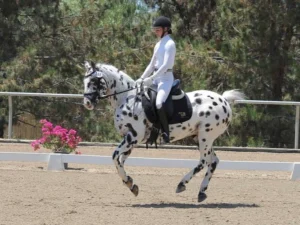 Amelia Newcomb, dressed in professional white dressage attire, is executing sequential tempi changes aboard a piebald horse in an outdoor dressage arena, framed by trees and blooming pink foliage in the background.