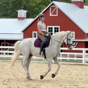 A person wearing a helmet and riding gear is riding a white horse in an outdoor arena, with a red barn and white fence in the background.