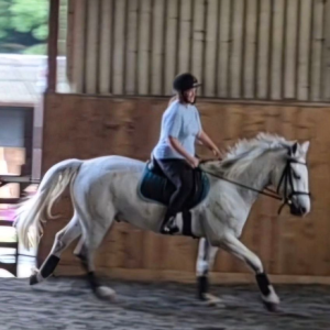 A person wearing a helmet rides a white horse at a trot inside an indoor riding arena with wooden walls and a sandy floor.