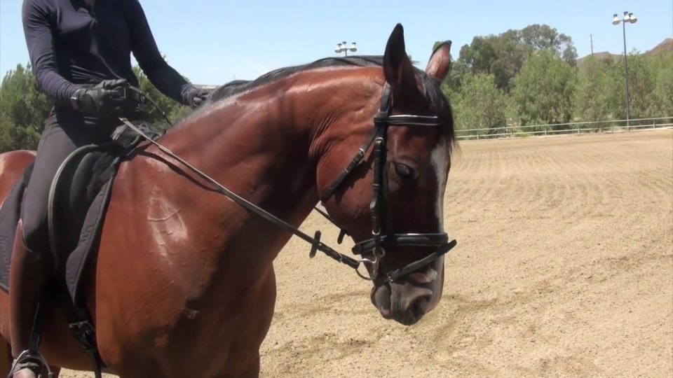 A close-up of a brown horse with a bridle, being ridden by a person dressed in black, on a sandy outdoor arena with trees and a clear sky in the background.