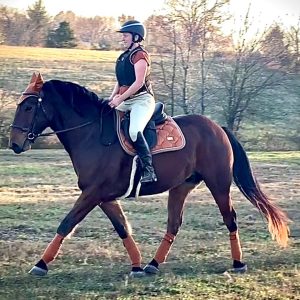A person wearing a helmet and riding gear is riding a brown horse across a grassy field with autumn trees in the background. The horse has matching brown tack and leg wraps.