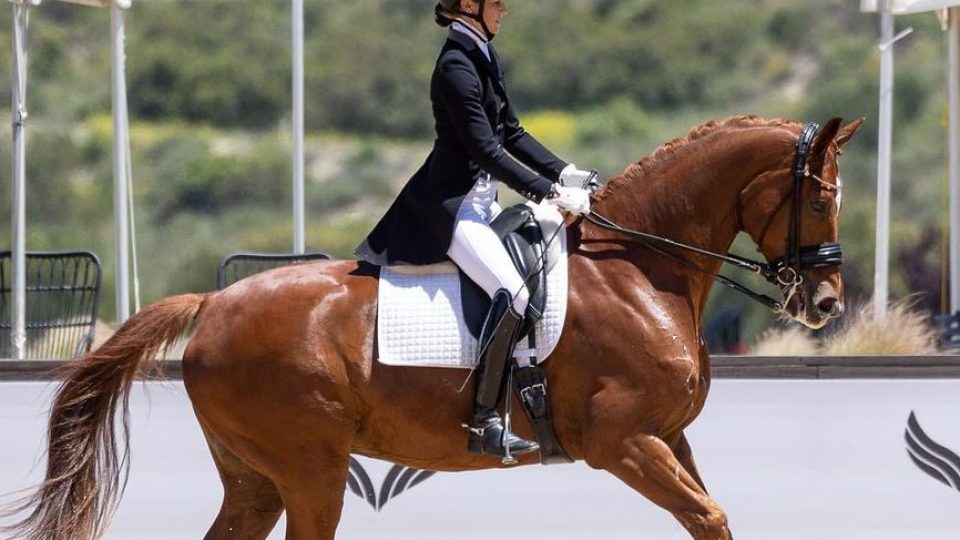 A person in formal equestrian attire rides a chestnut horse in a dressage event outdoors, with a white saddle pad and a branded scale webinar banner in the background.