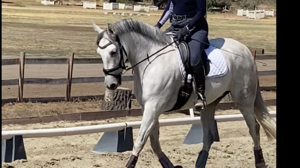 A person wearing a helmet and riding attire is riding a gray horse in an outdoor sandy arena, with trees and fields in the background. The horse is trotting with extended front legs—perfect for those looking to train your eye, just like Phyllis teaches on Patreon.