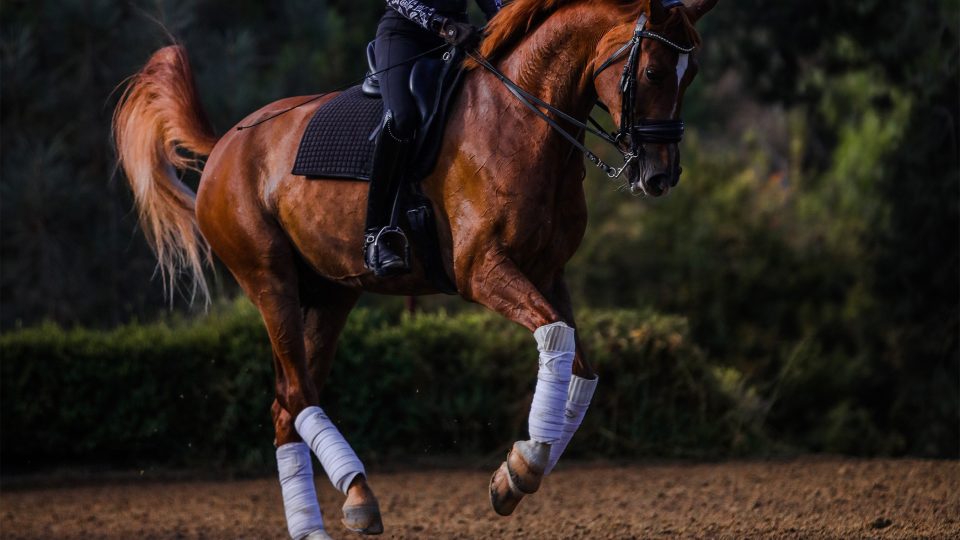A rider on a chestnut horse performs a dressage movement outdoors, showcasing flying changes. The horse wears white leg wraps and a black saddle. Text at the bottom reads, How to Train Flying Changes.