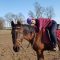 Marcee, a member of Strides, wears a purple helmet and maroon sweater while hugging the neck of a brown horse with a red saddle pad in an open field on a sunny day, surrounded by trees and fences.