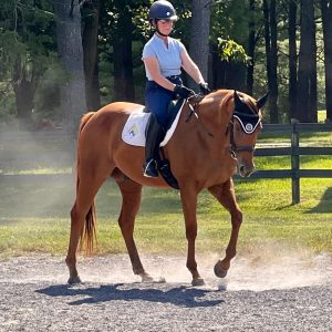 A person wearing a helmet and light blue shirt rides a brown horse on a dusty outdoor riding arena, with trees and a wooden fence in the background under sunny skies.