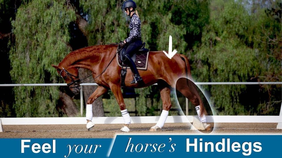 A rider in a helmet guides a chestnut horse at a trot in an outdoor arena. An arrow points to the horses hindlegs, which are highlighted. Text below reads: Feel your horse’s Hindlegs.