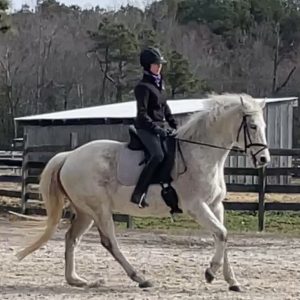 A person in riding gear is riding a white horse in a sandy outdoor arena, with wooden fences and a barn in the background. Trees without leaves are visible further behind the barn.