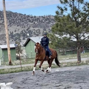 A person wearing a helmet and riding gear is riding a brown horse in an outdoor arena. There are green buildings, a tree, and hills in the background under a partly cloudy sky.