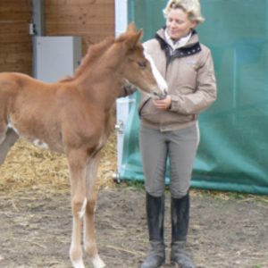 A person in riding attire stands next to a young brown foal with a white blaze on its face, gently holding its head. They are outside near a stable with straw on the ground.