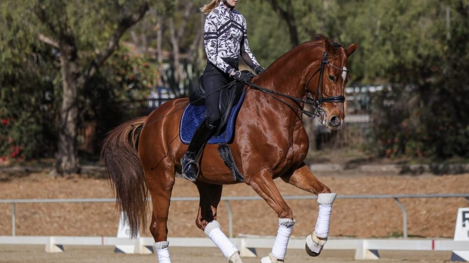 A rider in a black helmet and patterned shirt performs dressage on a chestnut horse with white leg wraps during a Flying Changes Course in an outdoor arena. Trees and fencing are visible in the background.