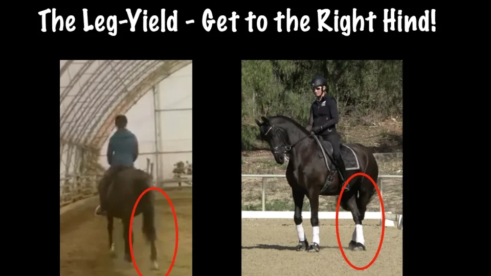 Two images of dressage riders on dark horses highlight the right hind legs with red circles, illustrating the concept “The Leg-Yield – Get to the Right Hind.” Both riders are riding in arenas.