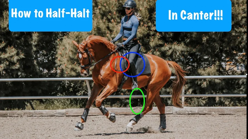 A person riding a chestnut horse in an outdoor arena, with text reading How to Half-Halt at the Canter!!!; circles highlight the rider’s hands, seat, and the horse’s hind leg.
