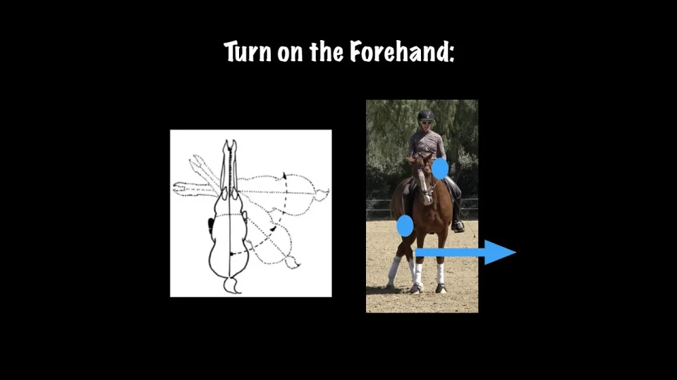 A rider on a black horse is about to jump a yellow obstacle in the Jump Arena. The split image shows an overhead view of the dressage horse’s shadow mid-jump, with bold text reading Dressage Horse in the Jump Arena.
