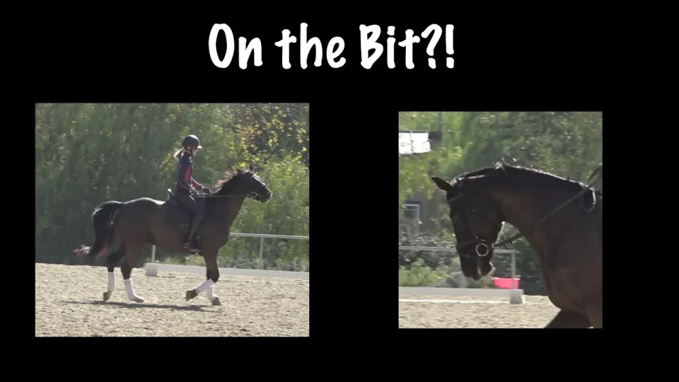 A rider is falling off a brown horse in an outdoor arena. Red exclamation marks and a cartoon explosion highlight the fall. On the right, text reads: What to do when you FALL OFF! Discover safety tips in bold white and blue letters.