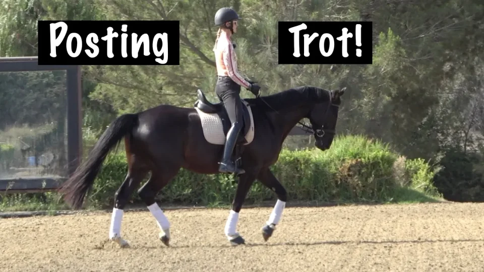A person wearing a helmet is horse riding a dark horse with white leg wraps in an outdoor arena. Text on the image reads “Posting Trot!” Trees and greenery are in the background as they post the trot.