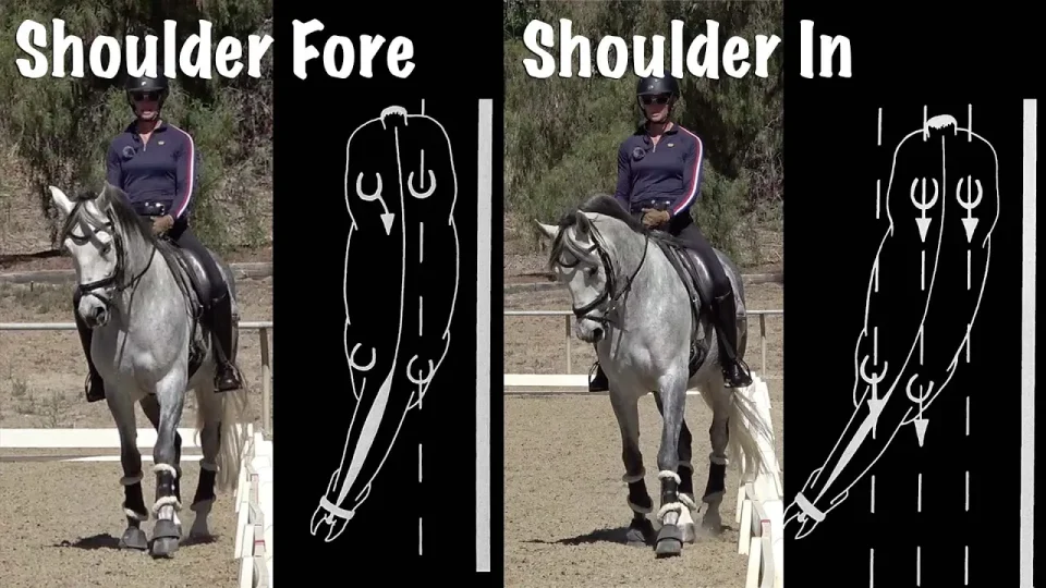 A rider on a gray horse demonstrates two dressage movements: Shoulder-Fore on the left and Shoulder-In on the right, each with diagrams highlighting the dressage angles of the horse’s body.
