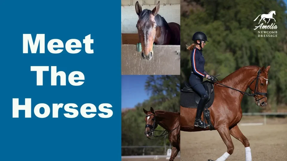 A blue background with white text reads Meet The Horses. Beside the text are three photos: one of The Boys looking over a stable door, a close-up of a horse’s face, and a rider in a helmet riding one of Amelia’s Horses.