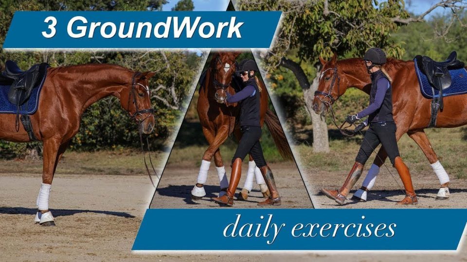 A rider practices beginner dressage on a chestnut horse in an outdoor arena, with text reading Dressage for Beginners and orange arrows showing the rider’s posture and the horse’s head position.