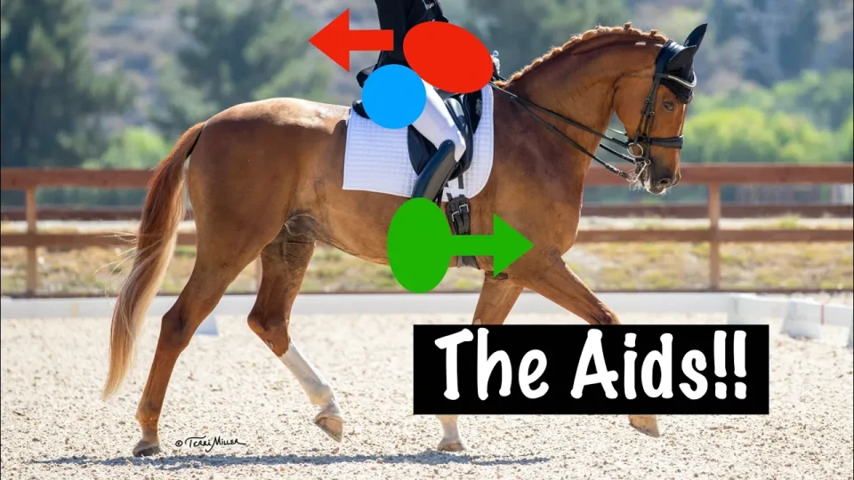 A rider on a chestnut horse in a dressage arena. Colored arrows and circles highlight leg, hand, and seat positions, illustrating equestrian aids for effective horse communication. Text reads The Aids!! at the bottom right.