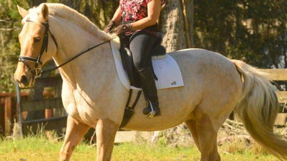Rider Deb, wearing a helmet and patterned shirt, rides a light-colored horse with a white saddle pad across a grassy area, perfect for eye training amid the trees in the background.