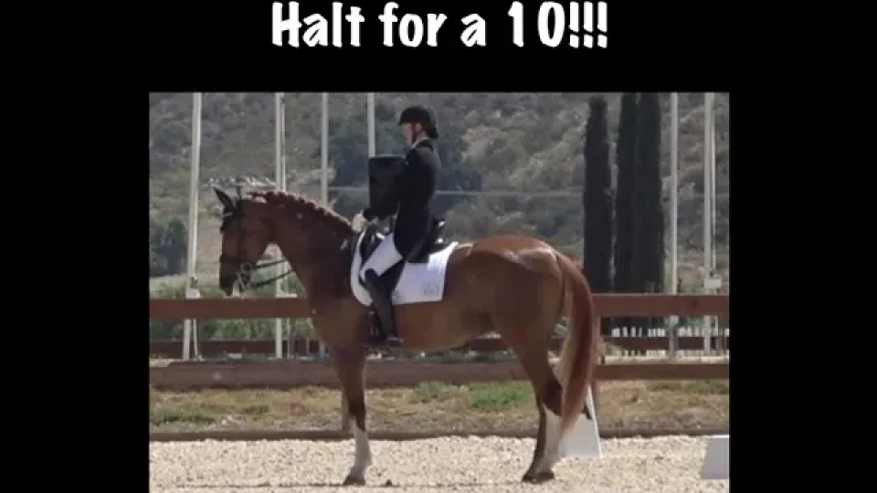 A rider in formal equestrian attire sits upright on a chestnut horse performing an important halt during a dressage event. Text above reads, Halt for a 10!!!.