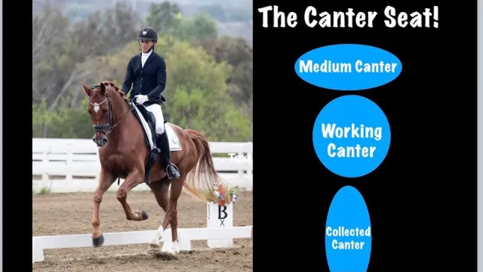 A rider in formal attire canters on a chestnut horse in a dressage arena. Text reads: The Canter Seat! with labeled blue ovals: Medium Canter, Working Canter, and Collected Canter—essential forms in equestrian horse riding.