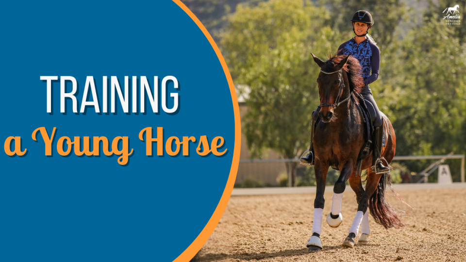 A woman rides a young brown horse in an outdoor arena, demonstrating horse training. Large text on the left reads “Training a Young Horse” on a blue and orange background. Trees and a fence are visible in the background.